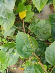 Ceriagrion coromandelianum