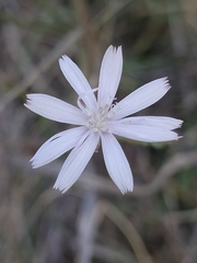Lactuca inermis