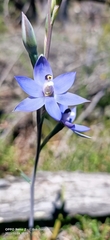 Thelymitra graminea