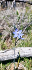 Thelymitra graminea