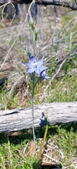 Thelymitra graminea