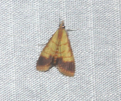 Limbobotys limbolalis