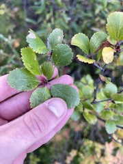 Betula glandulosa