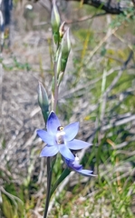 Thelymitra graminea