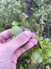 Betula glandulosa
