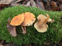 Pleuroflammula tuberculosa