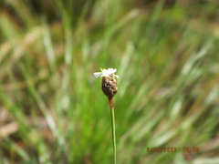 Xyris platylepis