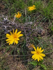 Gazania linearis linearis