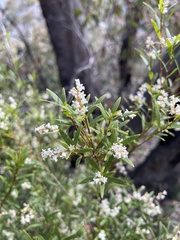 Leucopogon