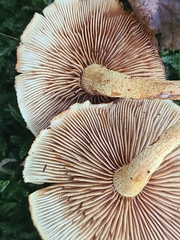 Pleuroflammula tuberculosa