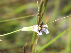 Acmaeodera pulchella