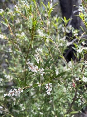Leucopogon