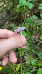 Inocybe lilacina