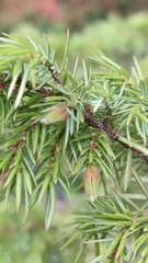 Oligotrophus panteli