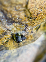 Littorina