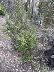 Leucopogon