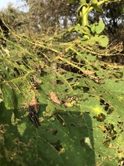 Sphenarium purpurascens