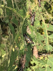 Sphenarium purpurascens