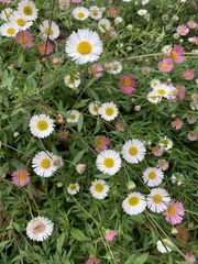 Erigeron karvinskianus