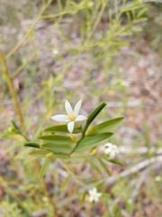 Olax stricta