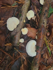 Oligoporus