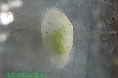 Lepidoptera