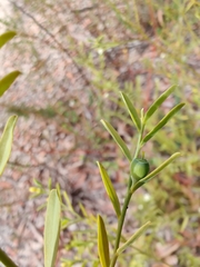 Olax stricta