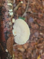 Oligoporus