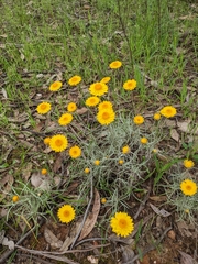 Leucochrysum albicans