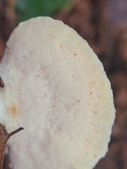 Oligoporus