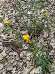 Xerochrysum viscosum