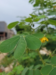 Senna obtusifolia