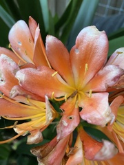 Clivia