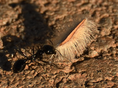 Veromessor pergandei