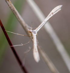 Stenoptilia