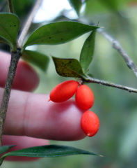 Alyxia oblongata