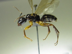 Camponotus kiusiuensis