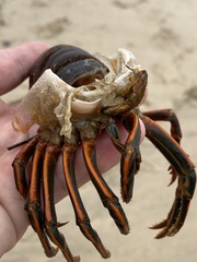 Panulirus interruptus