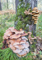 Armillaria borealis