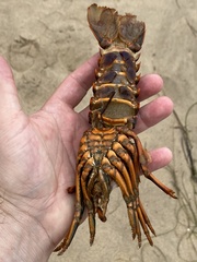 Panulirus interruptus