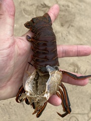 Panulirus interruptus