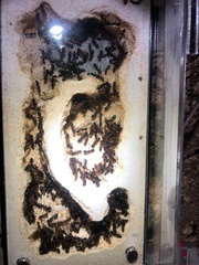 Camponotus kiusiuensis