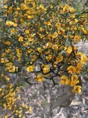 Podolobium ilicifolium