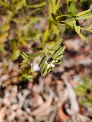 Tetragonula carbonaria