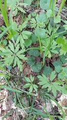 Anemonoides ranunculoides