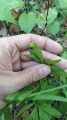 Anemonoides ranunculoides