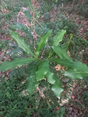 Macadamia integrifolia