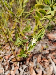 Tetragonula carbonaria