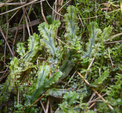 Marchantia polymorpha polymorpha