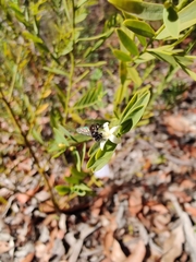 Tetragonula carbonaria